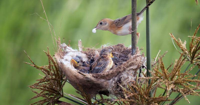 freepik/kuritafsheen77